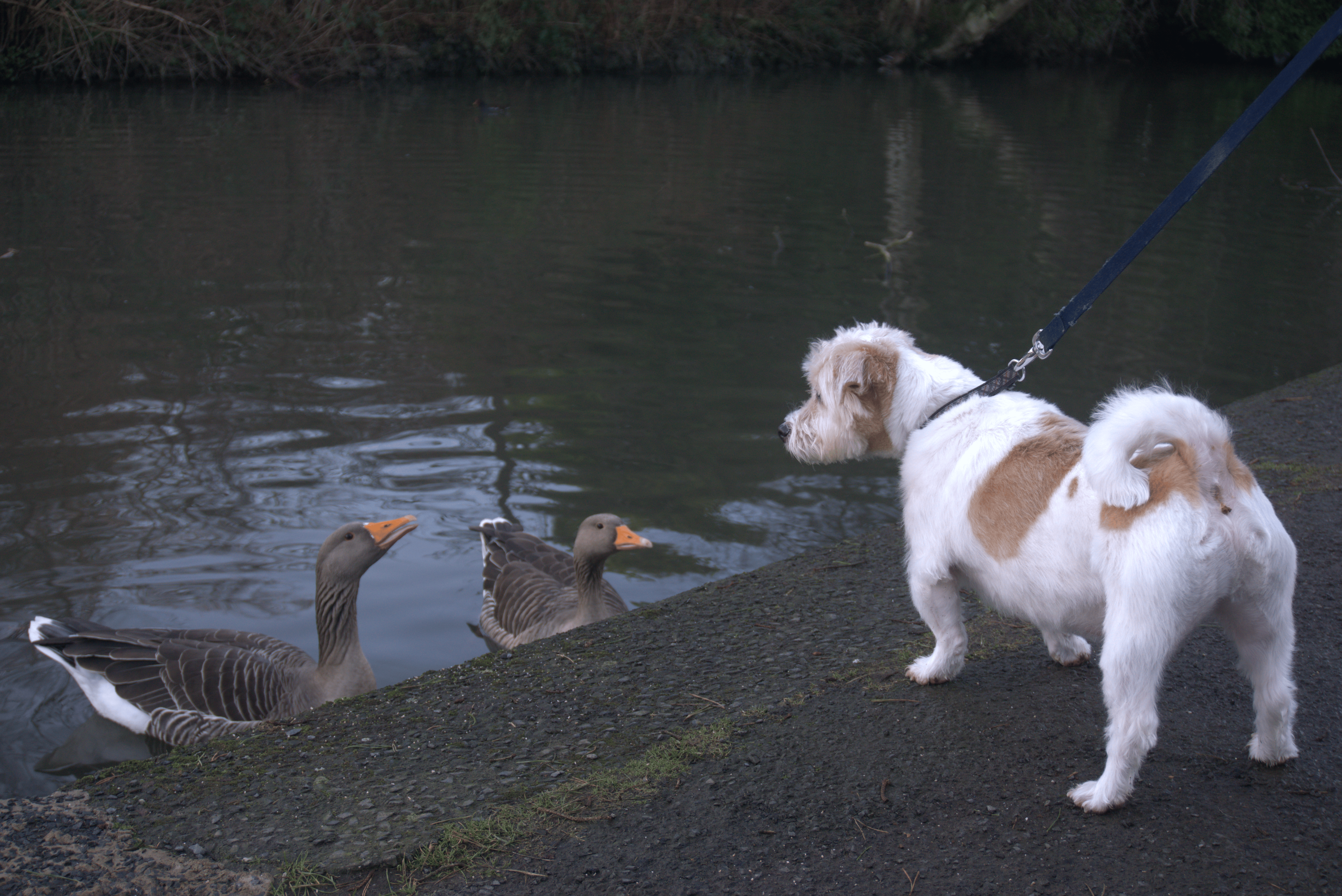 Benji meeting ducks